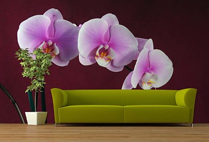 fototapeta - orchid