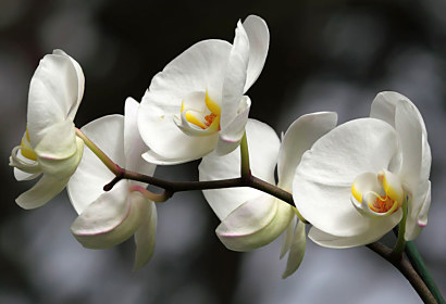 Fototapeta - Biela orchidea 18623