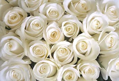 samolepiaca tapeta biele ruže