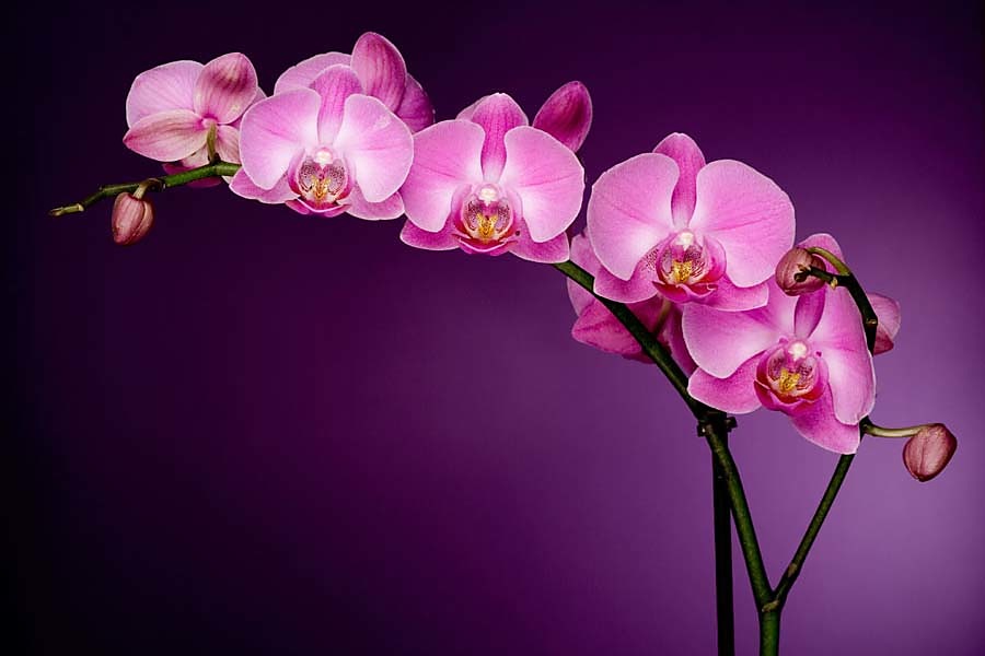 Fototapeta - Fialová orchidea 85