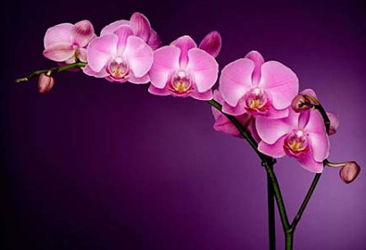 tapety na nábytok s orchideou