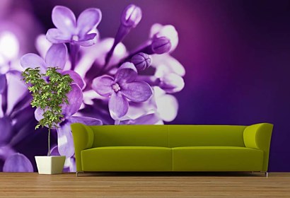 fototapety - kvety lilac