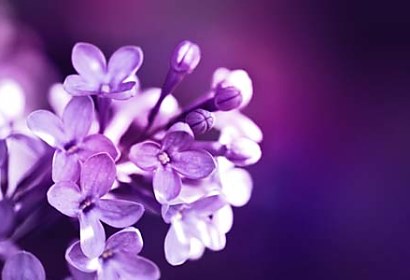 samolepiace tapety - kvety lilac