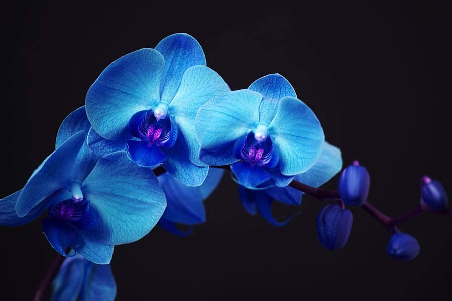 Fototapeta - Modrá orchidea 18587