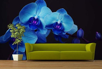 fototapety modrá orchidea
