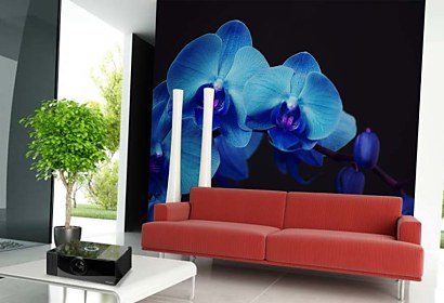 Fototapeta - Modrá orchidea 18587
