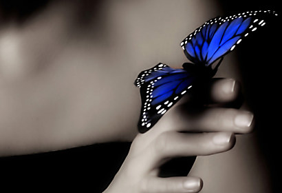 Fototapeta Modrý motýľ 109