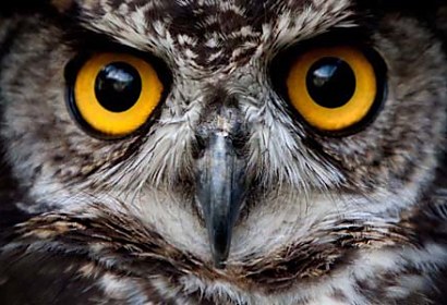samolepiaca tapeta - owl