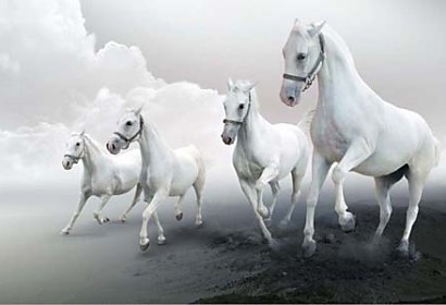 Fototapeta White horses 3168