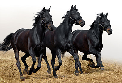 Fototapeta Horses 116