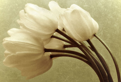 Fototapeta - Biele tulipány 345
