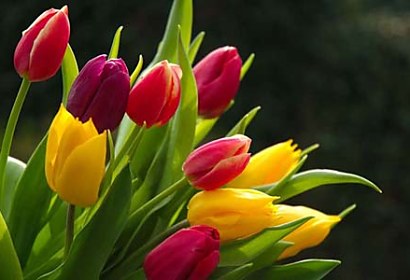 Fototapeta Bouquet of Tulips 3131