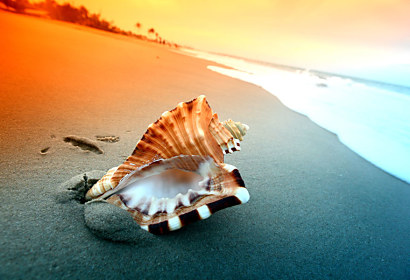 Fototapeta Shell on the beach 3223