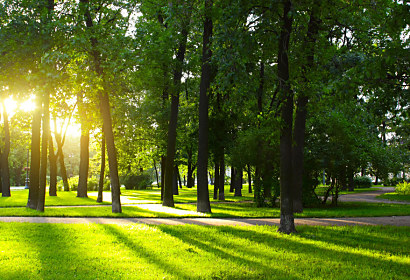 Fototapeta Trees in park 3275