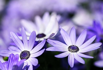 Fototapeta Flower Violet 103