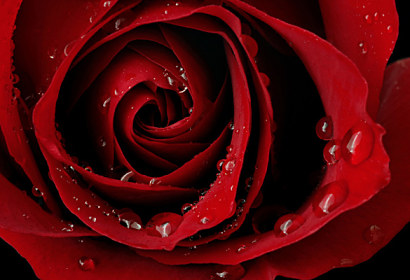 Fototapeta zástena - Krásna červená ruža 343