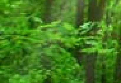 Zľava 50% - Tapeta samolepiaca Zelený les 32x203cm