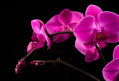 Fototapeta na kuchynskú linku - Fialová orchidea 18499