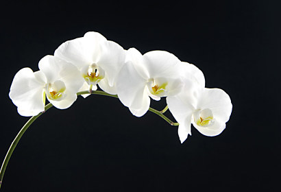 Fototapeta na kuchynsku linku - Biela orchidea 18547