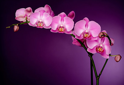 Fototapeta zástena - Fialová orchidea 85