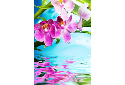 Fototapeta Orchidea nad vodou 6749