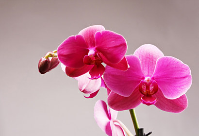Fototapeta zástena - Ružový kvet orchidey 3146