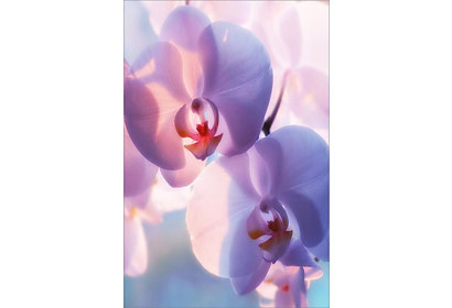 Fototapeta Pekná Orchidea 6046