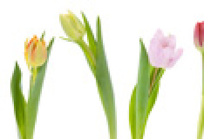 Fototapeta zástena - Farebné tulipány 28024