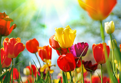 Fototapeta na zástenu - Farebné tulipány 101