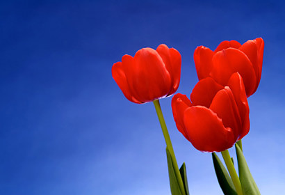 Fototapeta na zástenu - Červené tulipány 18495