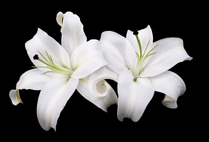 Fototapeta zástena - Motív s bielymi kvetmi 5362