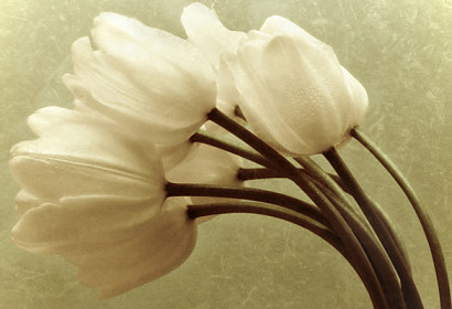 Fototapeta zástena - Biele tulipány 345