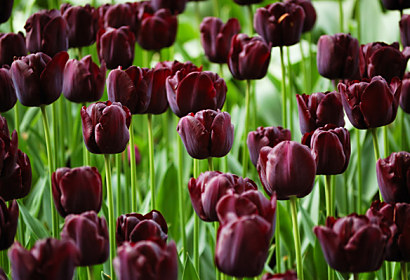 Fototapeta zástena - Purpurové tulipány 3136
