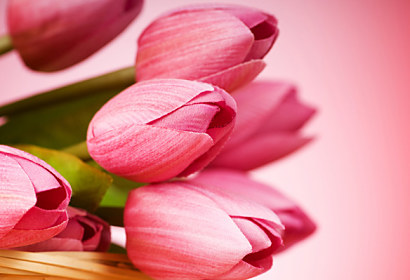 Fototapeta zástena - Ružové tulipány kytica 3143