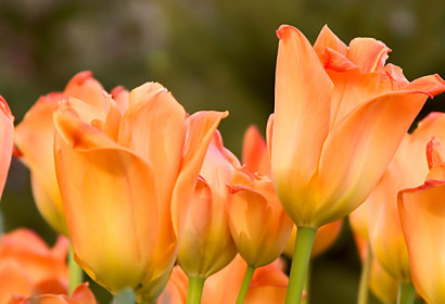 Fototapeta zástena - Holandské tulipány 5418