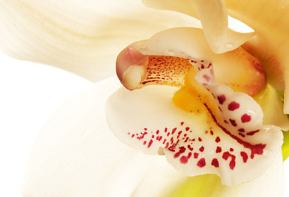 Fototapeta na zástenu - Orchidea exotická 3138