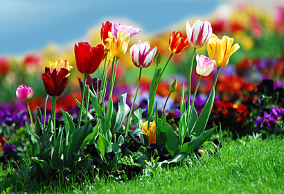 Fototapeta zástena - Rozkvitnuté tulipány 6420