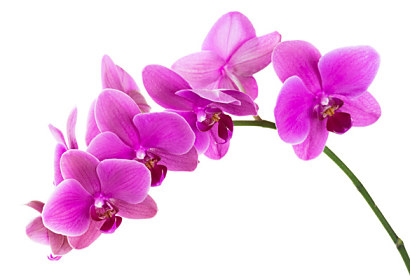 Kuchynská fototapeta - Fialová orchidea 24784
