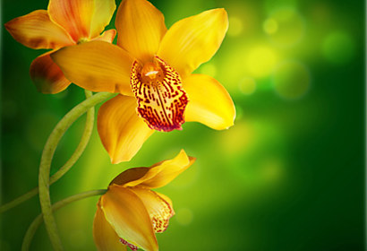 Fototapeta zástena - Žltá orchidea 4679