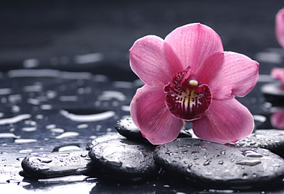 Fototapeta zástena - Ružový kvet na kameni 3144