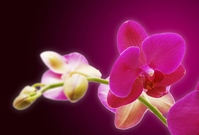 Fototapeta - Zástena cyklámenová orchidea 18605