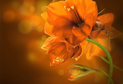 Fototapeta zástena - Oranžová orchidea 4681