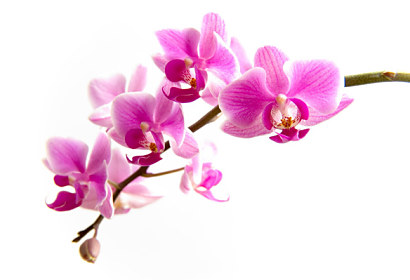 Fototapeta zástena - Ružová orchidea 99