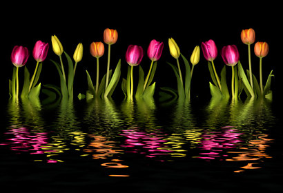 Fototapeta zástena - Farebné tulipány black 3147