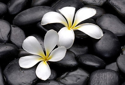 Fototapeta zástena - Biele kvety na kameni 5994