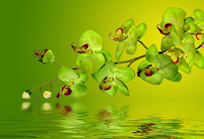 Fototapeta - Zástena zelená orchidea 18638